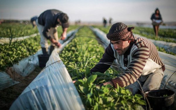 Con gli israeliani Gaza era un giardino fiorito